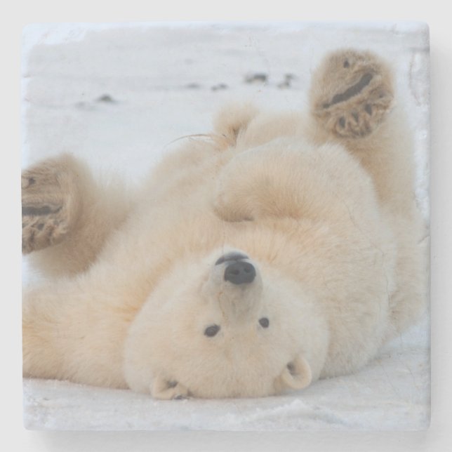 polar björn, Ursusmaritimus, unge rullande 3 Stenunderlägg (Framsidan)