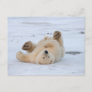 polar björn, Ursusmaritimus, unge rullande 3 Vykort