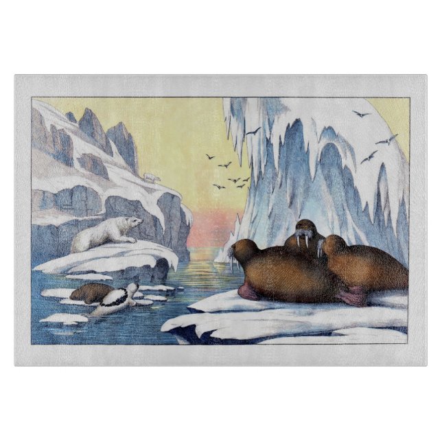 Polar, björn, valross och Sälar (Framsidan)