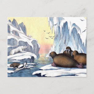 Polar, björn, valross och Sälar Vykort