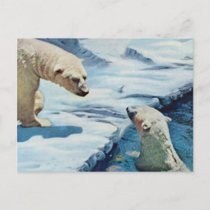 polar björn vykort