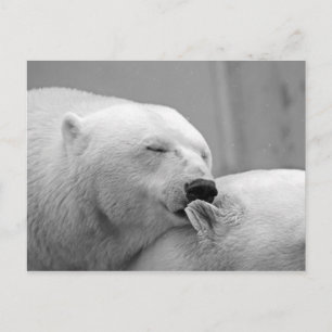 Polar björn vykort