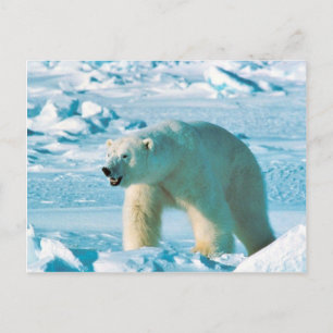 Polar björn vykort
