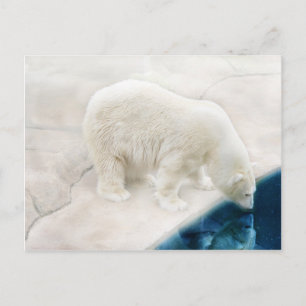 Polar björn vykort