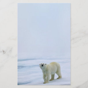 Polar björnbrevpapper brevpapper