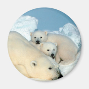 Polar björnfamilj magnet