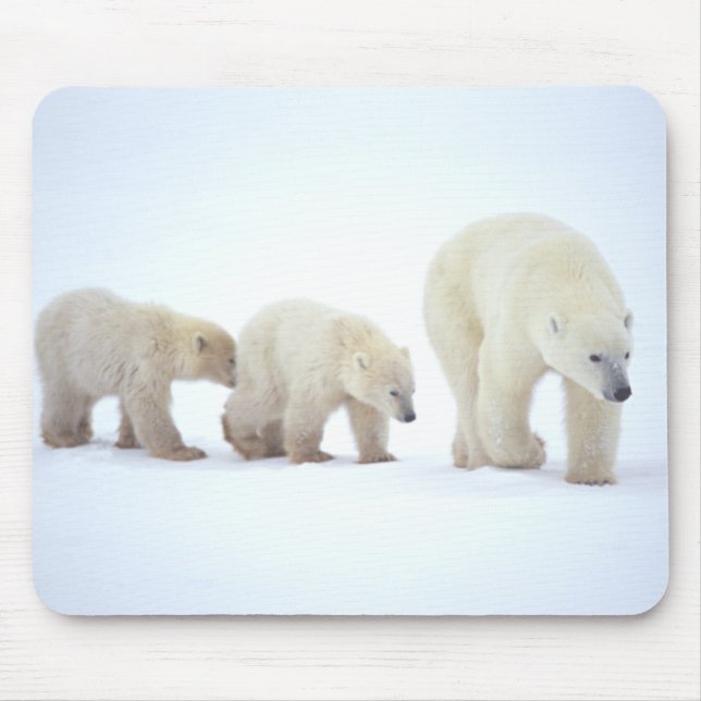 Polar björnfamilj Mousepad Musmatta (Framsidan)