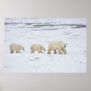 Polar Björnhona och två unge 2 Poster
