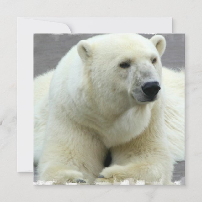 Polar björninbjudan inbjudningar (Framsida)