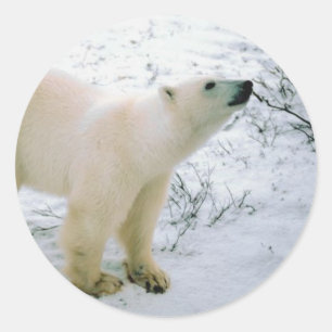 Polar björnklistermärke runt klistermärke
