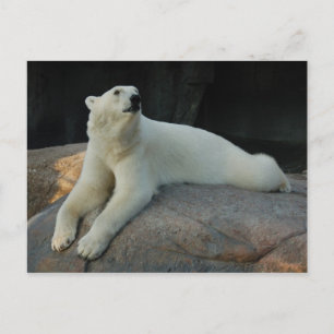 Polar Björnkort Vykort