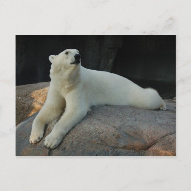 Polar Björnkort Vykort (Framsida)