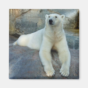 Polar björnmagnet magnet