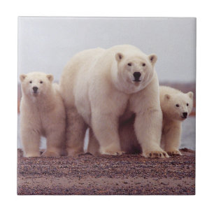 Polar björnmor och ungar kakelplatta