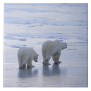 Polar björnmor och unge kakelplatta