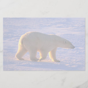 Polar björnmorgon brevpapper