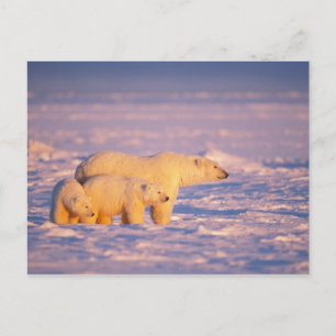 Polar björnsugga med vårungar på det djupfryst vykort