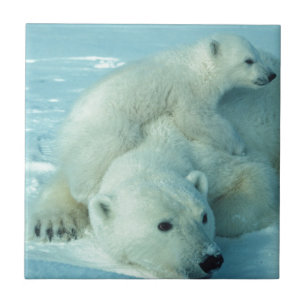 Polar björnunge och mamma - 2 kakelplatta