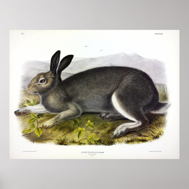 Polar Hare, Arktiska Hare, Lepus arcticus av Audub Poster (Framsidan)