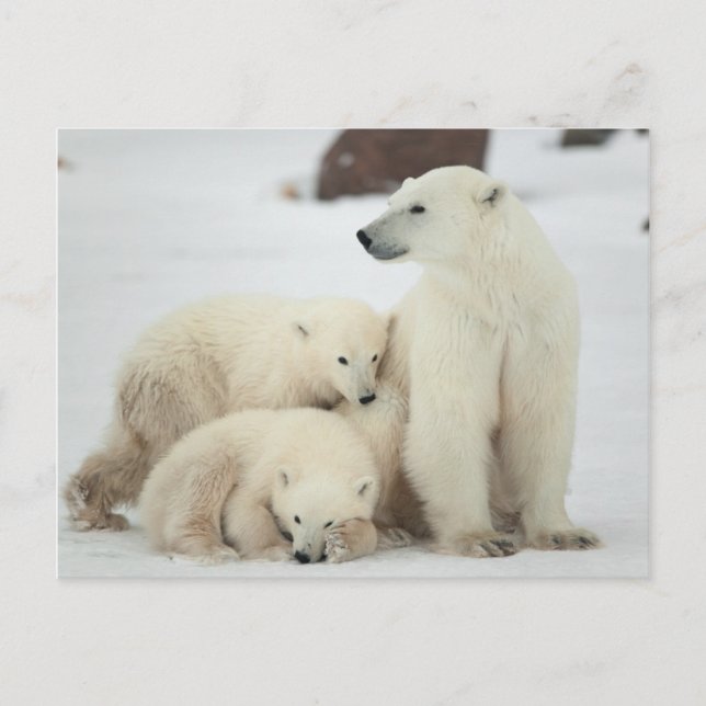 Polar hon har med Unge Vykort (Framsida)