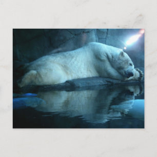 Polar i Prayer 2 vykort