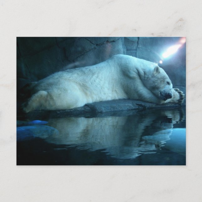 Polar i Prayer 2 vykort (Framsida)