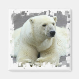 Polar Kvadratisk ruta Magnet