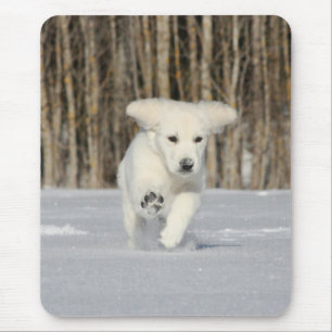 Polar mariy Photo Musmatta