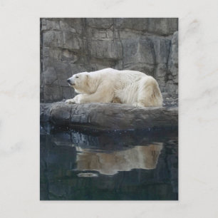 Polar med reflektion vykort
