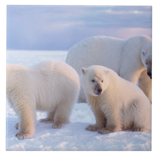 Polar med unge på kust-förpackningsisen kakelplatta (Framsidan)