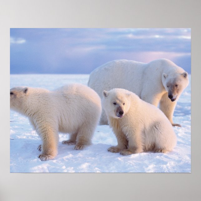 Polar med unge på kust-förpackningsisen poster (Framsidan)