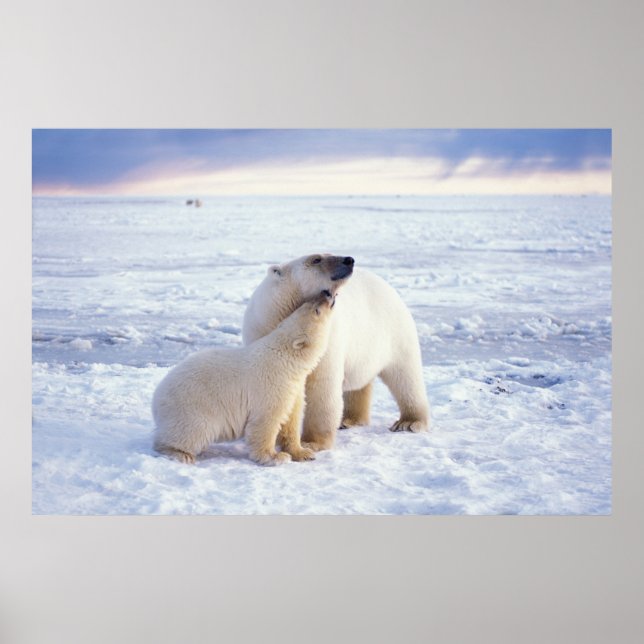 Polar med unge, packis med poster (Framsidan)