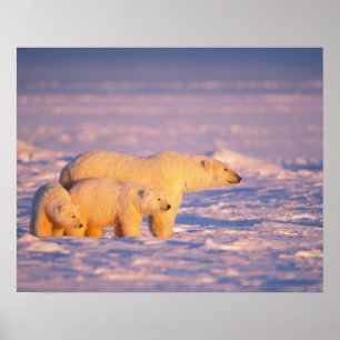 Polar med vår unge på fryst foder poster