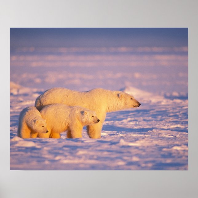 Polar med vår unge på fryst foder poster (Framsidan)