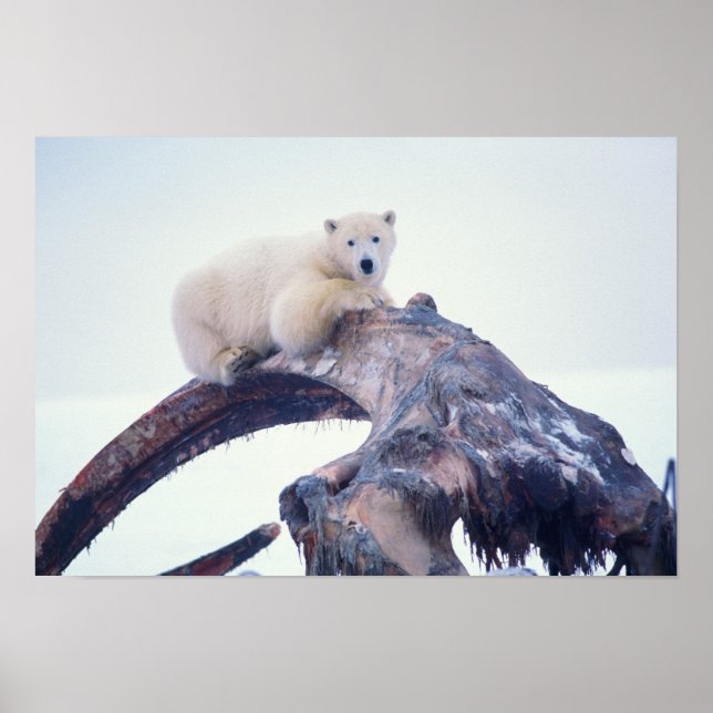 Polar ovanpå ett ben av bukvalskäke. poster (Framsidan)