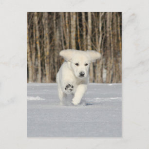 Polar Puppy Vykort