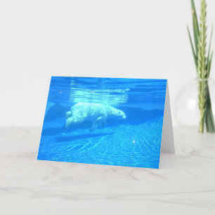 Polar simma kort