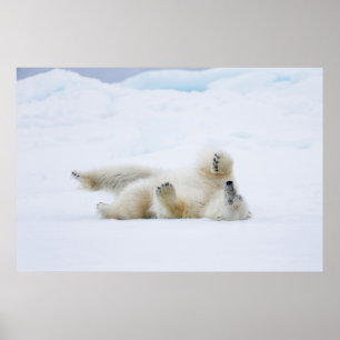 Polar som rullar i snö, Norge Poster
