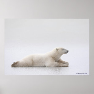 Polar som vilar på en Sjö av is Poster