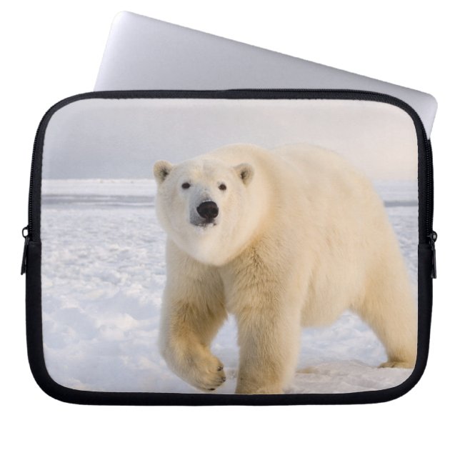 polar, Ursus maritimus, på is och snö, 2 Laptop Sleeve (Framsidan)