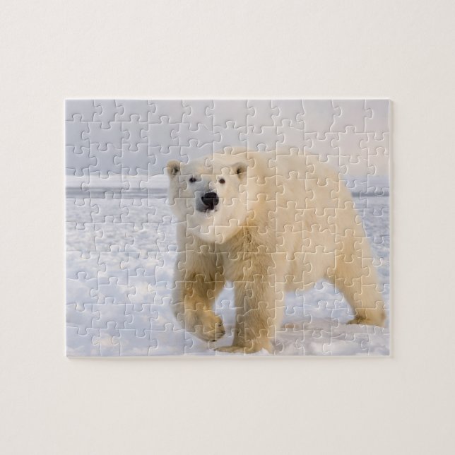 polar, Ursus maritimus, på is och snö, 2 Pussel (Horisontell)