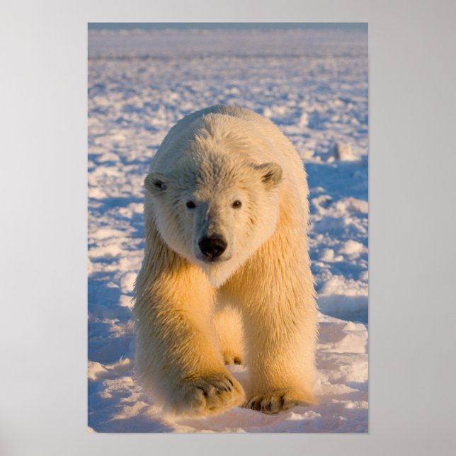 polar, Ursus maritimus, polar björn på is Poster (Framsidan)