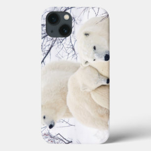 Polar uthärdar kvinnligt och två ungar 3