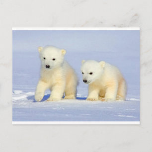 Polar vykort