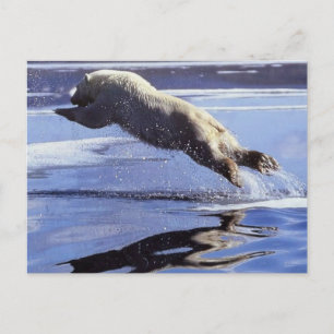 Polar vykort för björndjurlivserie #13