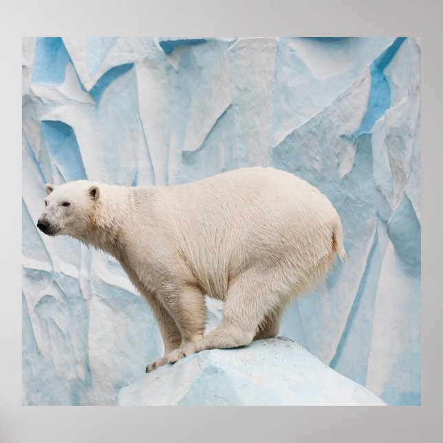 Polar: Zoo Habitat Glimpse Poster (Framsidan)