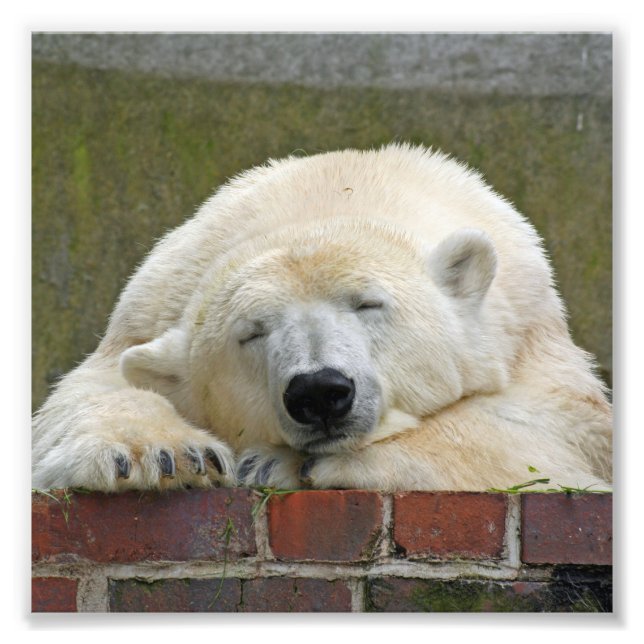 PolärBear20150501 Fototryck (Framsidan)