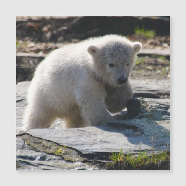 PolarBear_20190302_av_JAMFoto (Framsida)