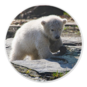 PolarBear_20190302_by_JAMFoto Knopp