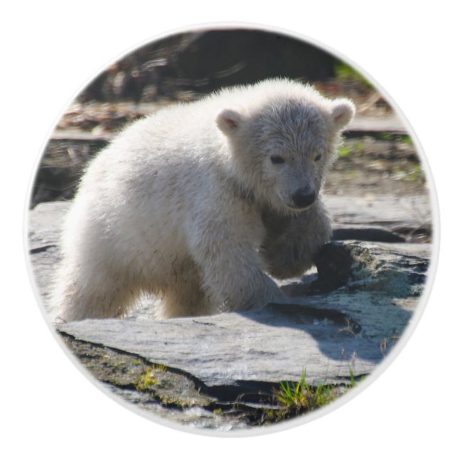 PolarBear_20190302_by_JAMFoto Knopp (Framsidan)